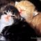 kucing