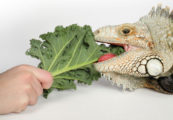makanan iguana