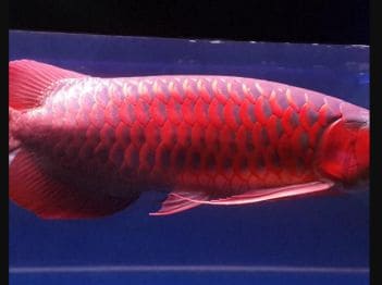 Harga Ikan Arwana Super Red Terbaru 2025: Perbandingan dengan Golden Red, dan Alasan Mengapa Arwana Super Red Mahal