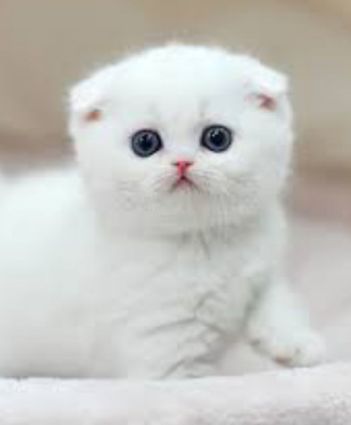 harga kucing scottish fold harga kucing scottish fold